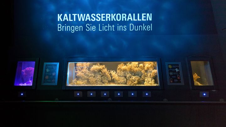 Beleuchtete Kaltwasserkorallen im OZEANEUM