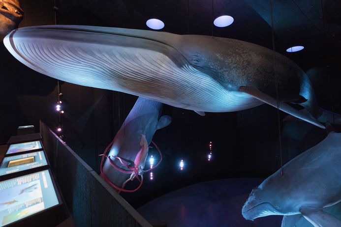 Das lebensgroße Modell eines Blauwals schaut dem Besucher direkt entgegen