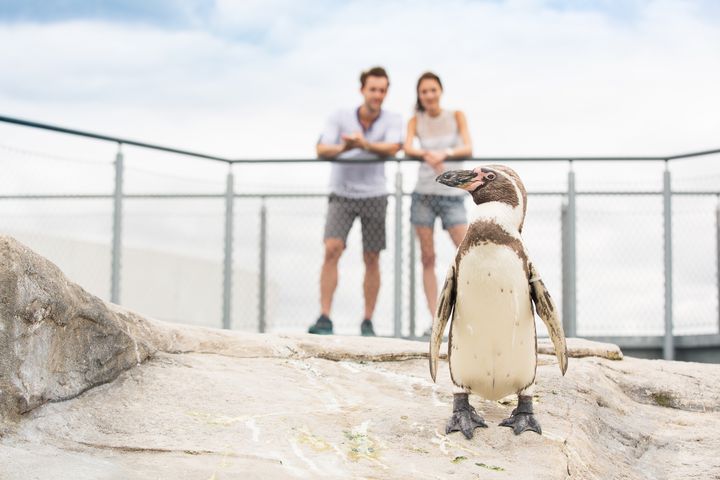 Humboldt-Pinguin mit Besuchern im Hintergrund