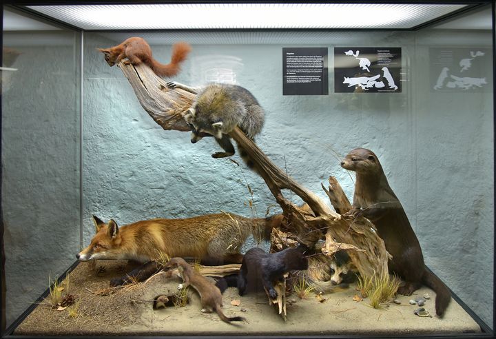 Vitrine mit Exponaten, welche die verschiedene Tiere aus dem Darßwald zeigt (Foto: Rolf Reinicke/www.kuestenbilder.de)