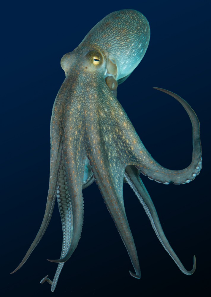 blacksprut kraken blacksprutruzxpnew8kraken com