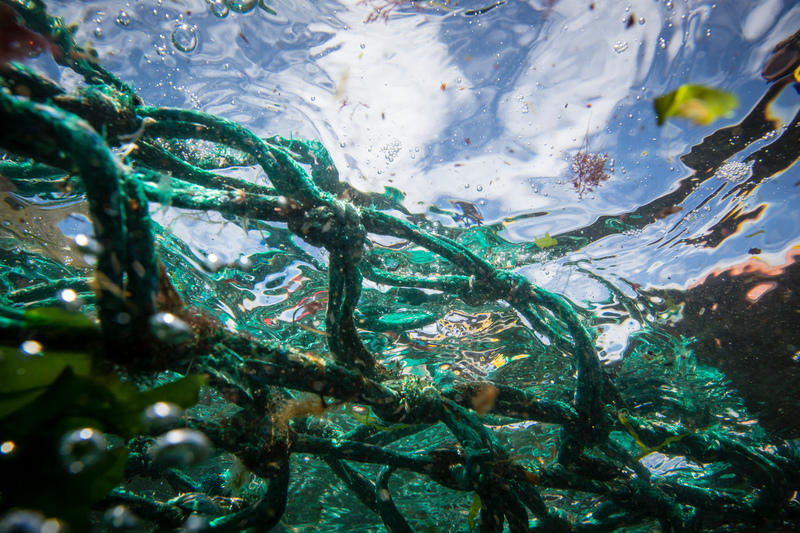 Greenpeace Vortrag Im Ozeaneum Müll Im Meer Was Menschen Dem Meer Zumuten 