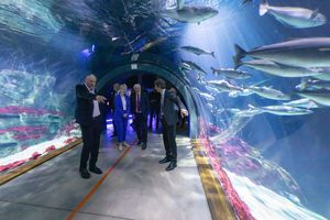 Personen stehen in einem Tunnelaquarium