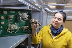 Kuratorin Ines Martin in der biologischen Sammlung des Deutschen Meeresmuseums.