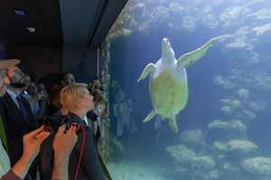Personen vor einem Aquarium mit Schildkröten