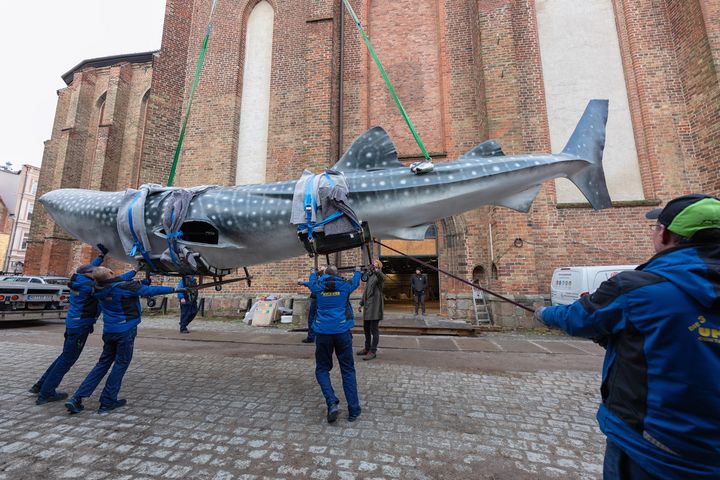 Das über 400 kg Gewicht wurde auf dem Hof des Museums vom Transporter gehoben. (Foto: Anke Neumeister/Deutsches Meeresmuseum)