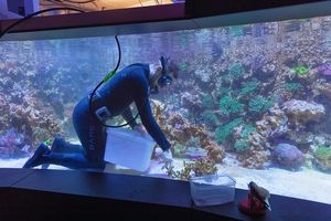 Taucher im Aquarium