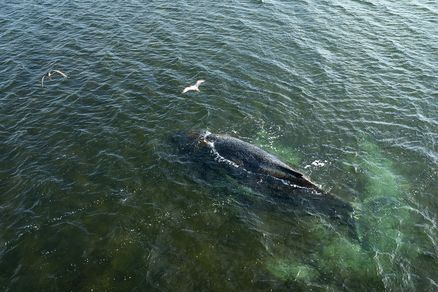 Möwen über einem Buckelwal in der Ostsee