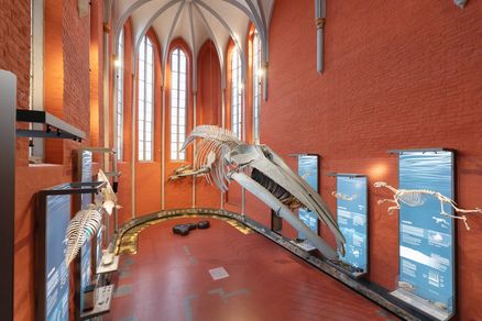Walskelett in einer Kirchenhalle