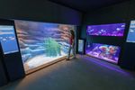 Besucherin läuft an Aquarien im Meeresmuseum vorbei