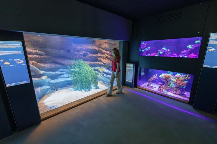Besucherin läuft an Aquarien im Meeresmuseum vorbei