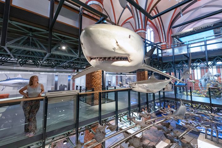 Eine Museumsbesucherin blickt auf ein originalgroßes Modell eines Weißen Hais, das in der Raummitte schwebt.