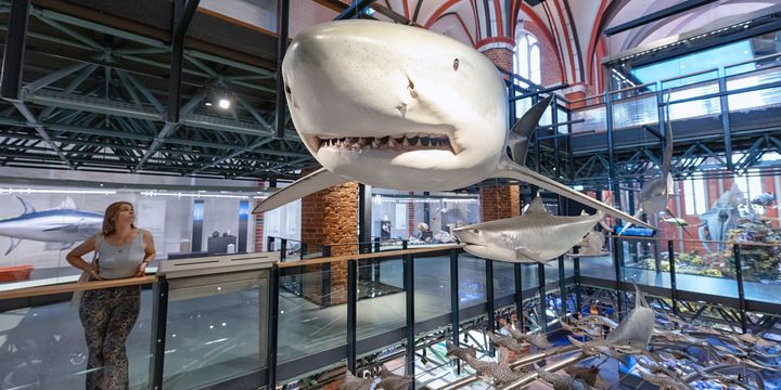 Eine Museumsbesucherin blickt auf ein originalgroßes Modell eines Weißen Hais, das in der Raummitte schwebt.