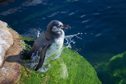 Pinguin steht auf einem Felsvorsprung im Wasser