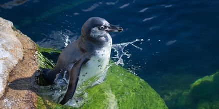 Pinguin steht auf einem Felsvorsprung im Wasser