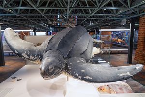 Exponat einer Schildkröte