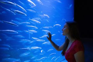 Person vor einem Aquarium mit Heringen