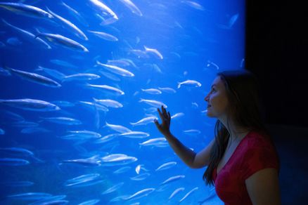Person vor einem Aquarium mit Heringen