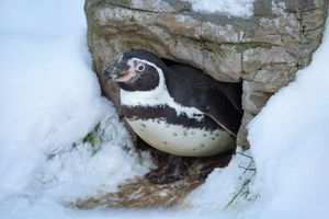 Pinguin schaut aus einer verschneiten Steinhöhle