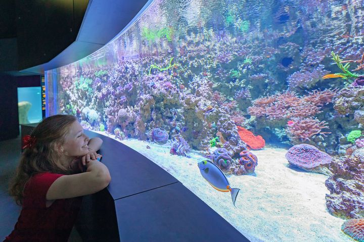 Eine junge Frau schaut in ein geschwungenes Aquarium mit Korallen und Fischen