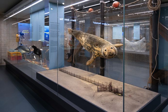 Präparat einer Kegelrobbe in einer Vitrine
