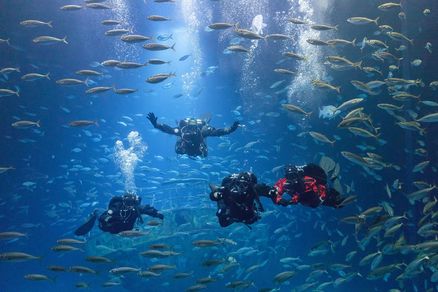 Taucher im Aquarium, von Fischen umgeben