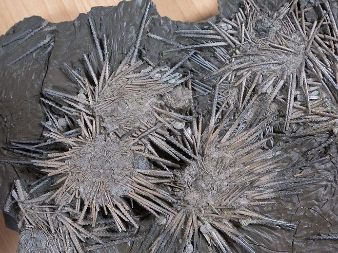 Seeigelplatte aus der Geologischen Sammlung des Deutschen Meeresmuseums (Foto: Anke Neumeister/Deutsches Meeresmuseum)