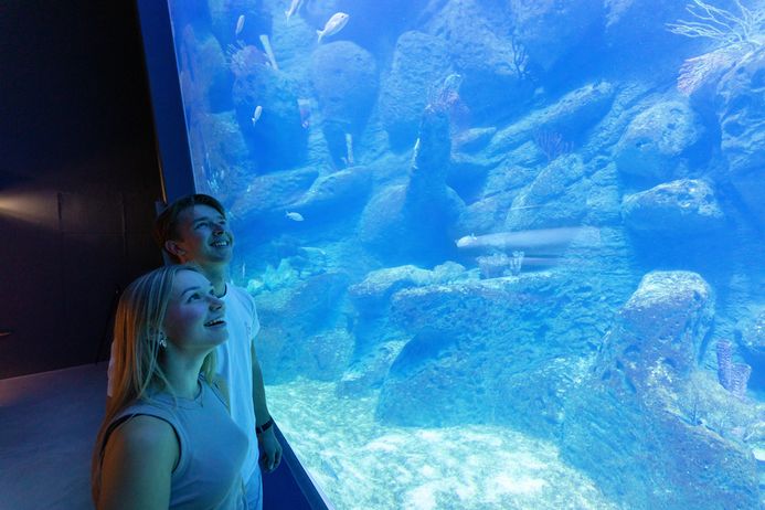 Zwei Menschen blicken in ein raumhohes Aquarium