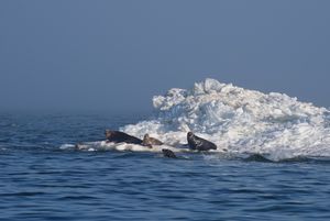 Mehrere Kegelrobben liegen auf einer Erhebung aus aufgetürmten Eisschollen im Wasser. 