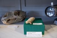 Schädel, Tierpräparat