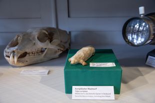 Schädel, Tierpräparat