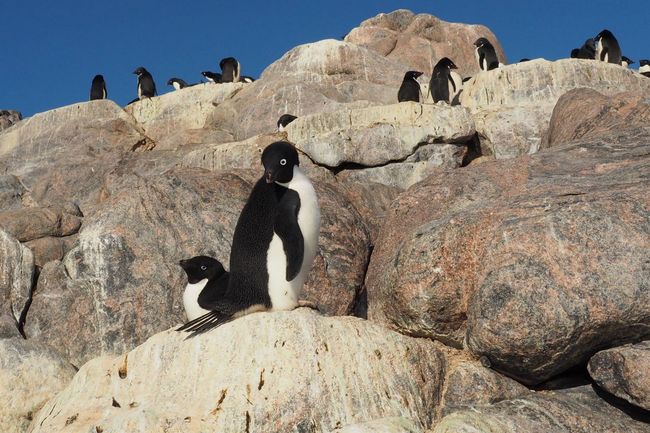Adélie-Pinguine auf einem Felsen