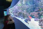 Eine junge Frau schaut in ein geschwungenes Aquarium mit Korallen und Fischen