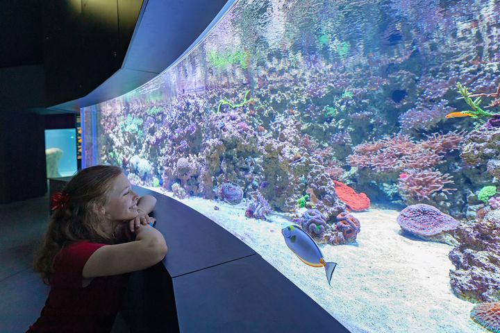 Eine junge Frau schaut in ein geschwungenes Aquarium mit Korallen und Fischen