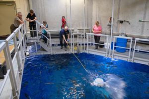 Personen stehen auf einem Metallgitter über einem Großaquarium