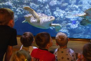Kinder vor einem Aquarium mit Schildkröten