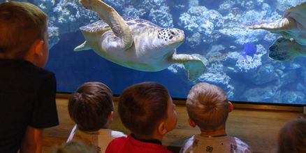 Kinder vor einem Aquarium mit Schildkröten