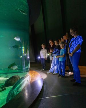 Mehrere Personen, darunter auch Kinder, stehen in einem dunklen Raum und leuchten mit Taschenlampen auf ein bodentiefes großes Aquarium. Die Scheibe des Beckens ist abgerundet und reicht bis zur Decke.