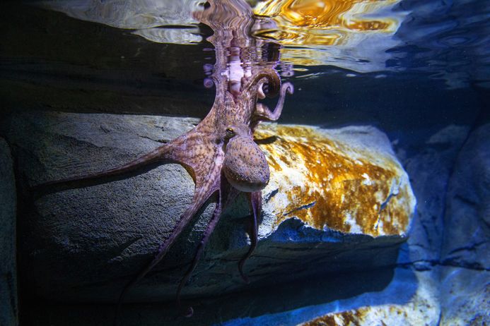 Oktopus an einem Felsen