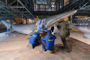 Mehrere Männer bewegen das lebensgroße Modell eines Brydewals in einer Halle. (Foto: Anke Neumeister/Deutsches Meeresmuseum)