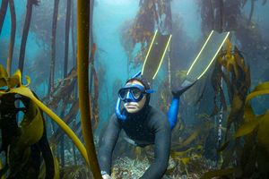 Taucherin im Kelpwald unter Wasser