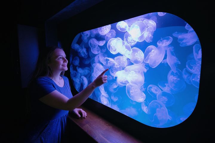 box jellyfish swimming in the aquarium tank