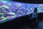 Ein Mann in einem Rollstuhl vor einem leuchtenden Aquarium mit tropischen Korallen. 