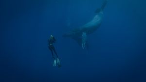 Eine tauchende Person hält eine Unterwasserkamera auf einen Buckelwal mit Kalb. Das Kalb befindet sich geschützt unterhalb des Buckelwals.