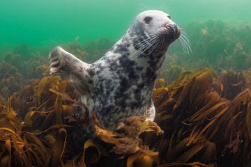 Kegelrobbe unter Wasser