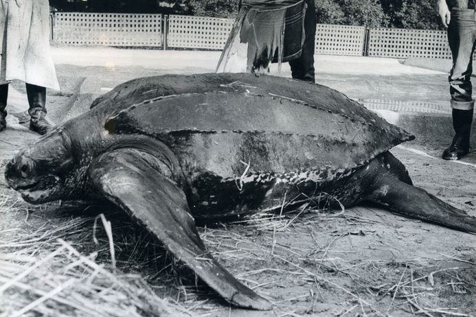 Schwarz-Weiß-Aufnahme einer Schildkröte