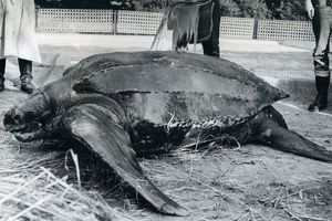Schwarz-Weiß-Aufnahme einer Schildkröte