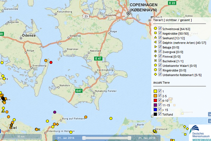 Verhaltensregeln Robben