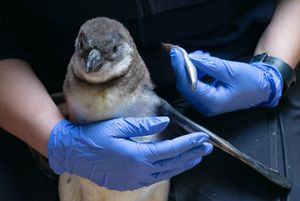 Pinguin wird gefüttert