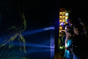Personen in einem dunklen Raum leuchten mit Taschenlampen in ein Aquarium. Im Hintergrund sind beleuchtete Tafeln mit Beschreibungen zu erkennen.